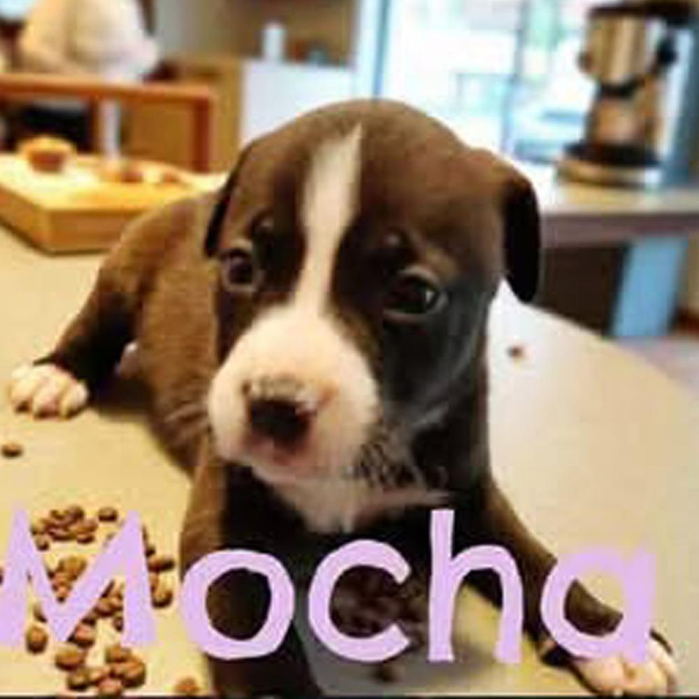 Enlarge Mocha - 25280, a Adoptable mixed breed in Armonk, NY image 4/4