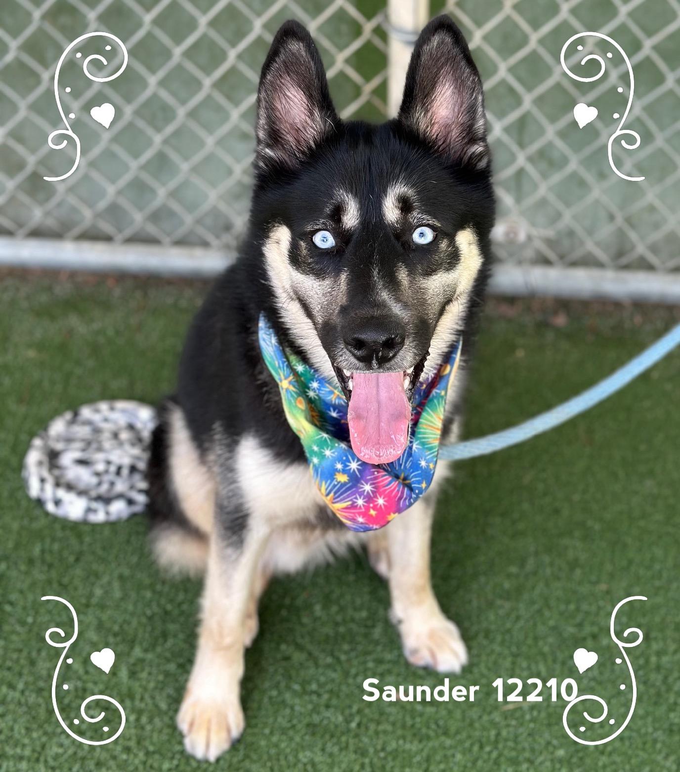 SAUNDER, an adopted Siberian Husky in Marietta, GA image 2/5