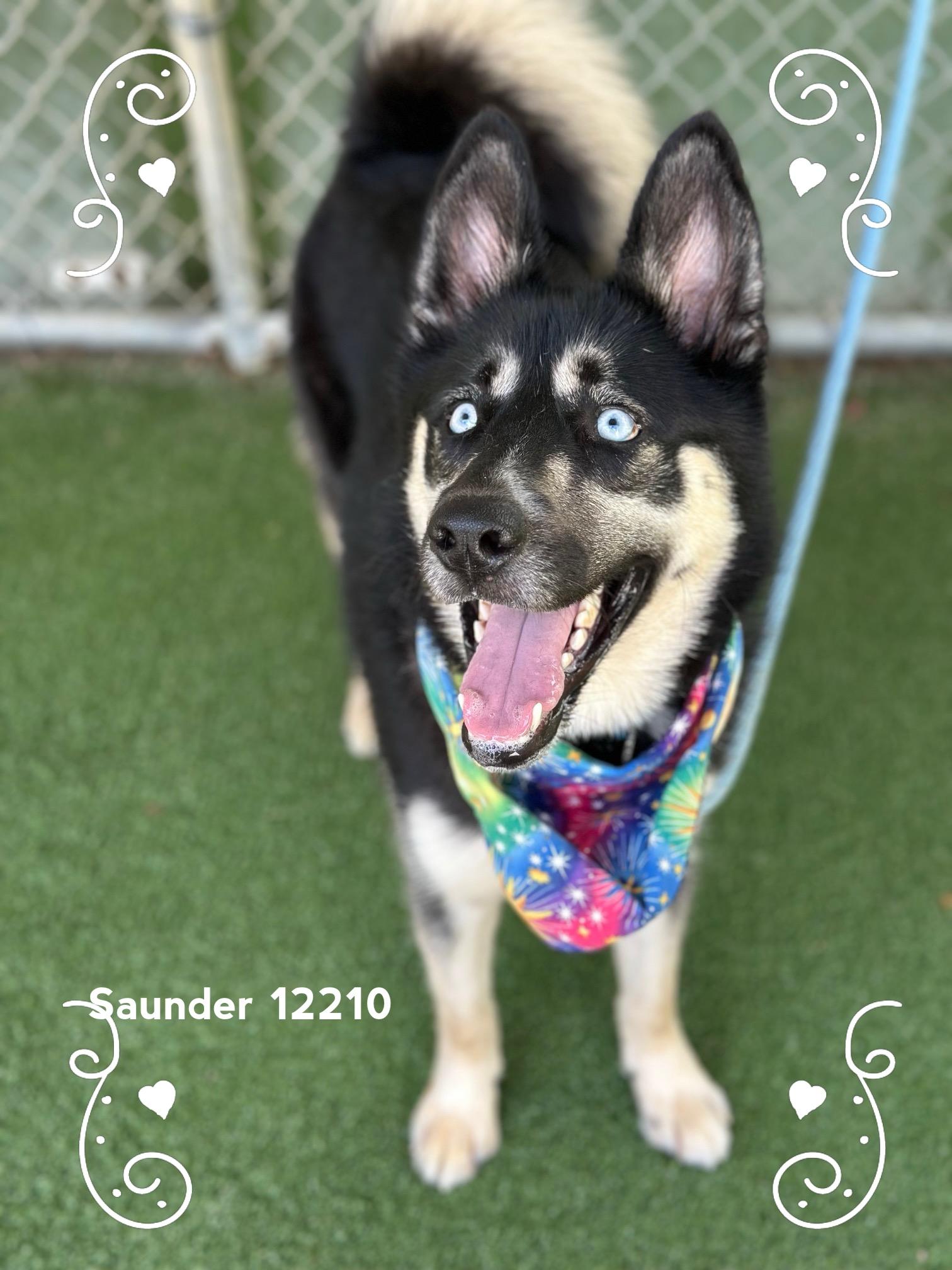 SAUNDER, an adopted Siberian Husky in Marietta, GA image 5/5