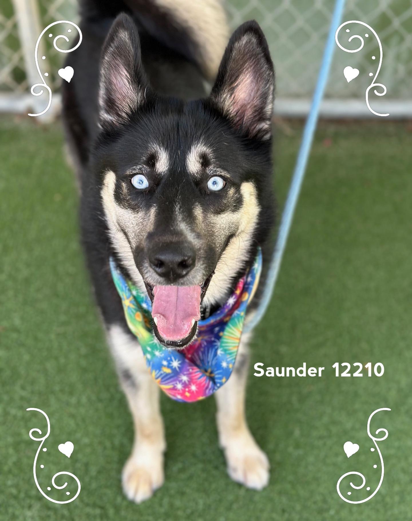 SAUNDER, an adopted Siberian Husky in Marietta, GA image 4/5