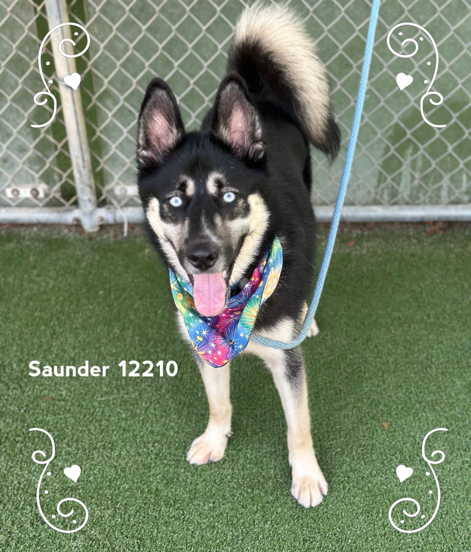 SAUNDER, an adopted Siberian Husky in Marietta, GA image 3/5