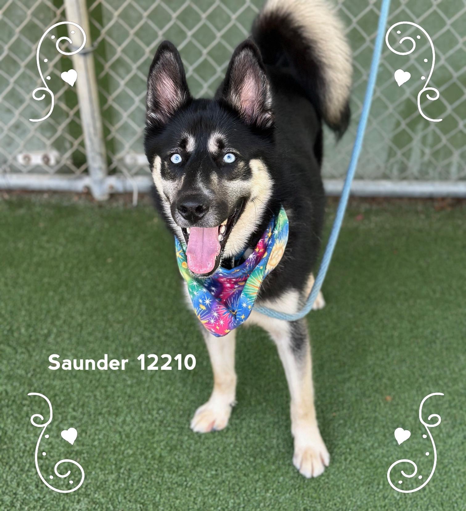 SAUNDER, an adopted Siberian Husky in Marietta, GA image 1/5