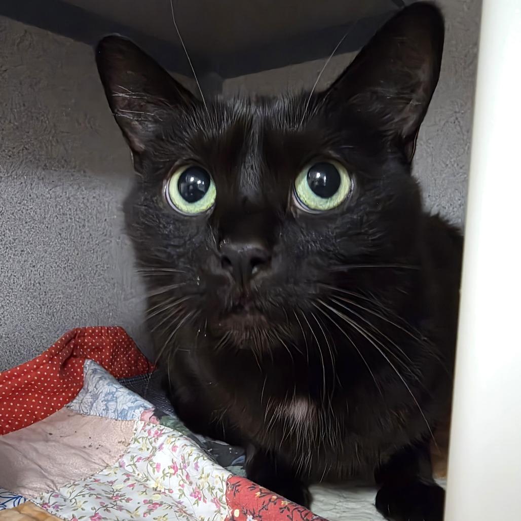 Opal, an adopted Domestic Short Hair in Oshkosh, WI image 1/2