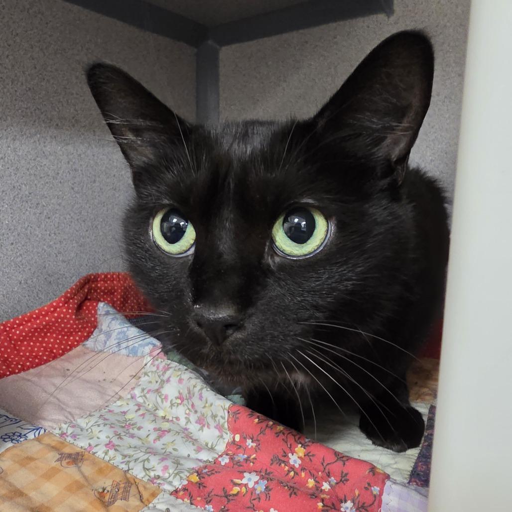 Opal, an adopted Domestic Short Hair in Oshkosh, WI image 2/2