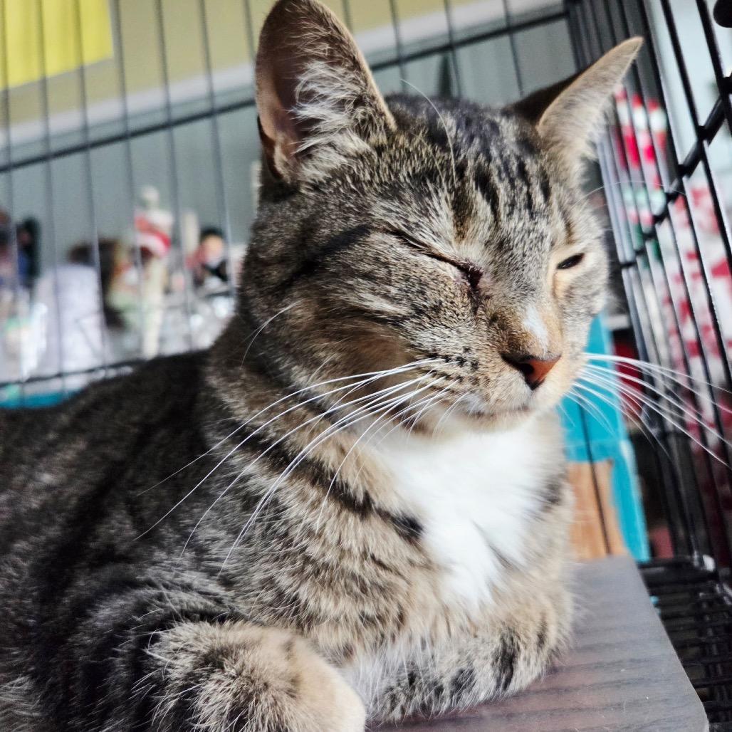 Venus 6927, a Adoptable Domestic Short Hair in Hamilton, GA image 1/6