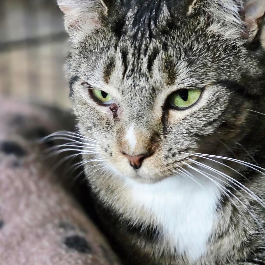 Venus 6927, a Adoptable Domestic Short Hair in Hamilton, GA image 2/6