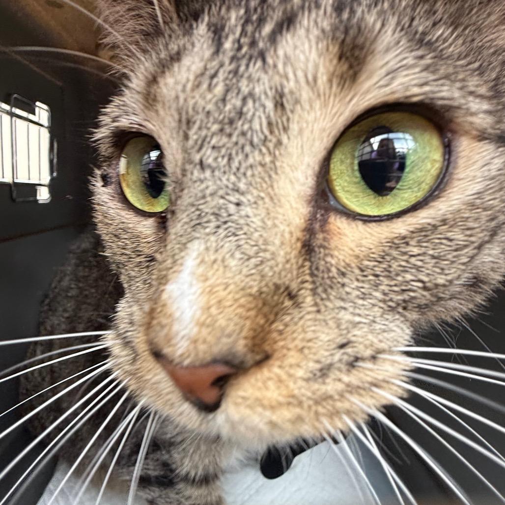 Venus 6927, a Adoptable Domestic Short Hair in Hamilton, GA image 3/6