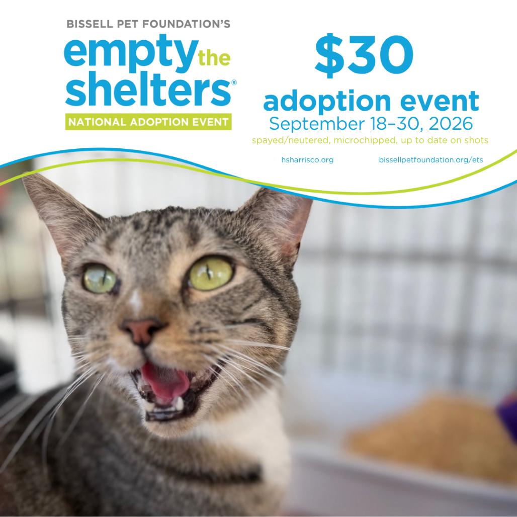 Enlarge Venus 6927, a Adoptable Domestic Short Hair in Hamilton, GA image 4/6