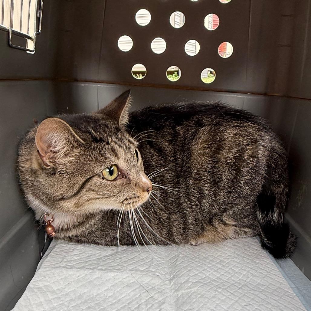 Venus 6927, a Adoptable Domestic Short Hair in Hamilton, GA image 4/6
