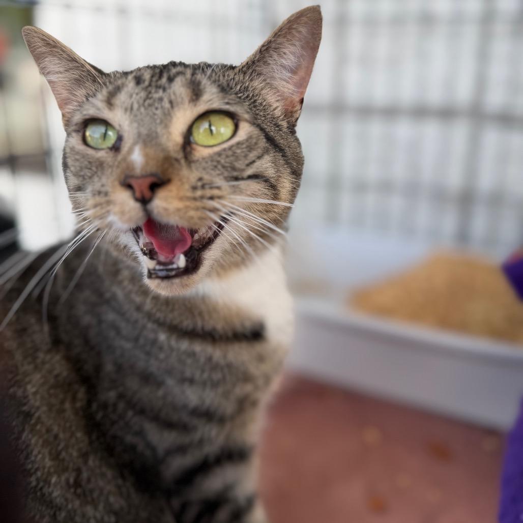 Venus 6927, a Adoptable Domestic Short Hair in Hamilton, GA image 5/6