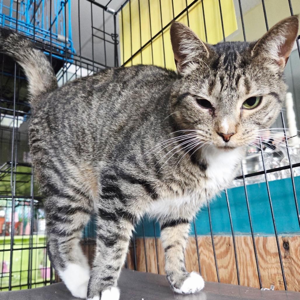 Venus 6927, a Adoptable Domestic Short Hair in Hamilton, GA image 6/6