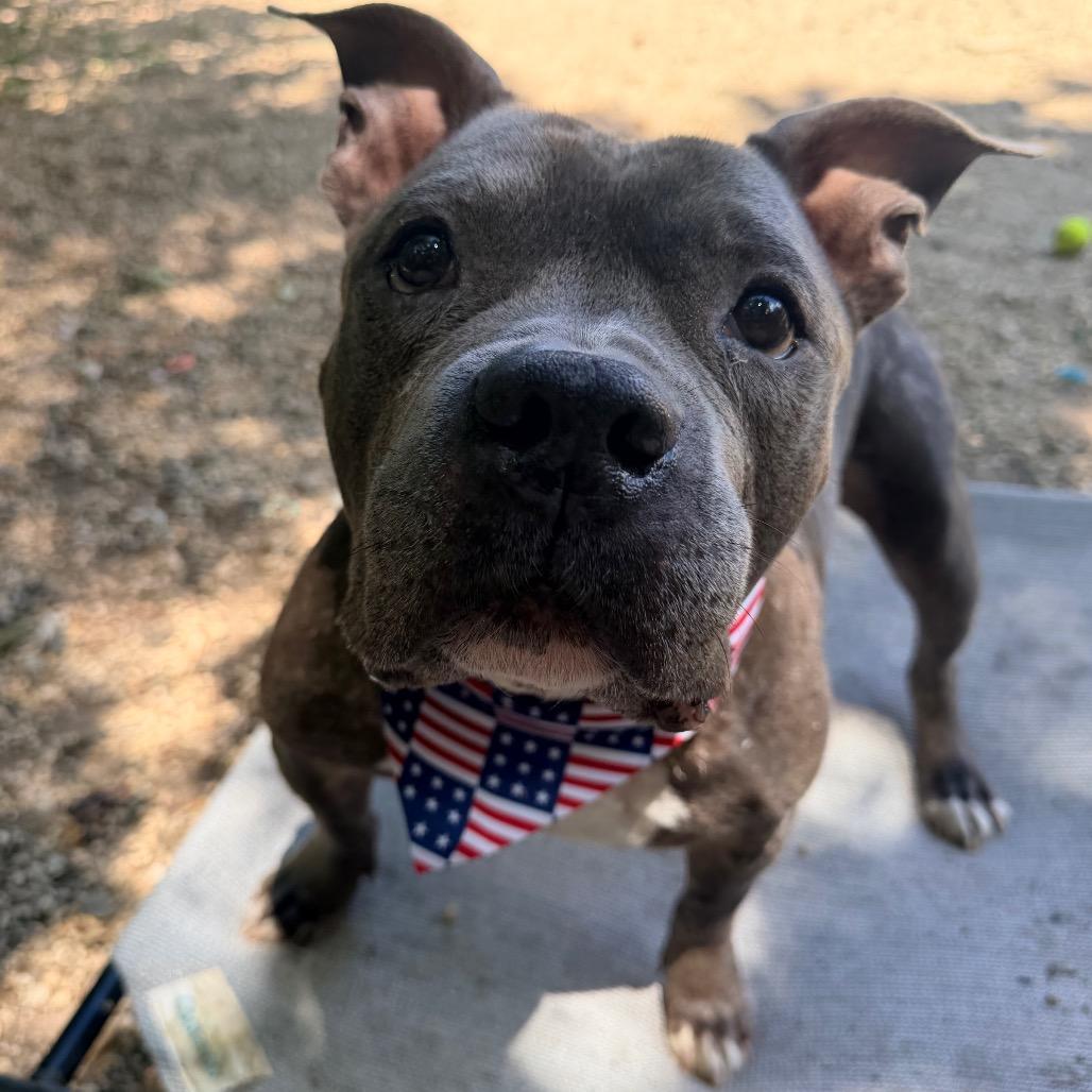 Enlarge Jax, a Adoptable American Bulldog in Newark, NJ image 1/6