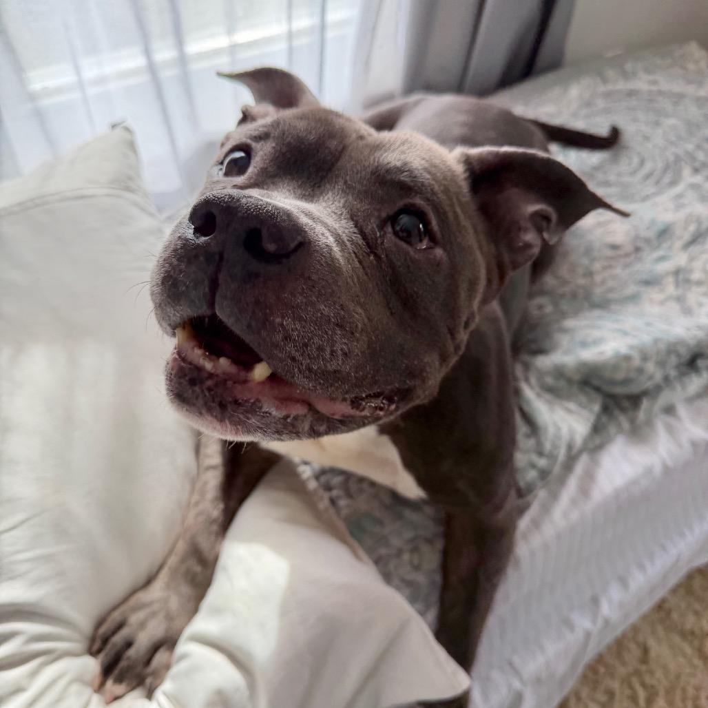 Jax, a Adoptable American Bulldog in Newark, NJ image 1/4