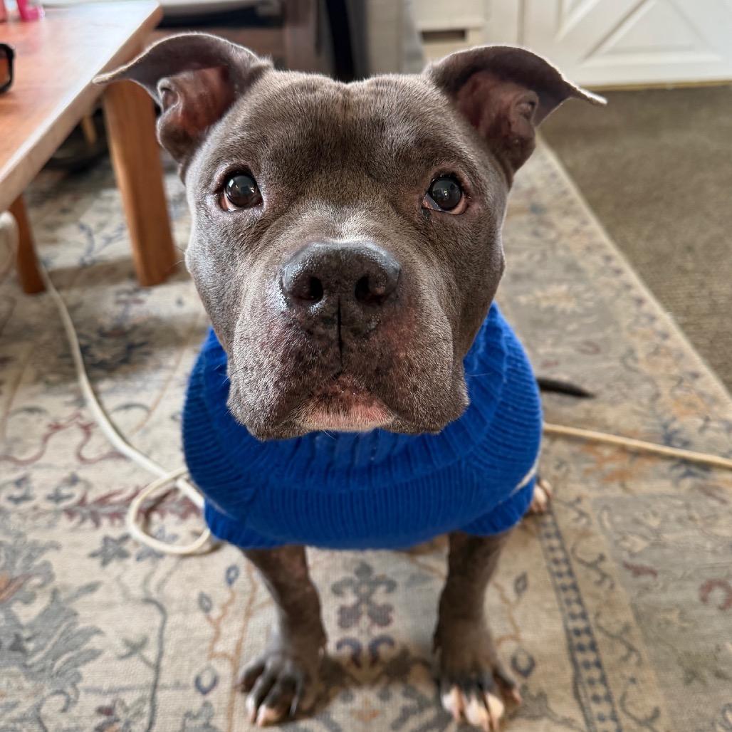 Jax, a Adoptable American Bulldog in Newark, NJ image 2/4