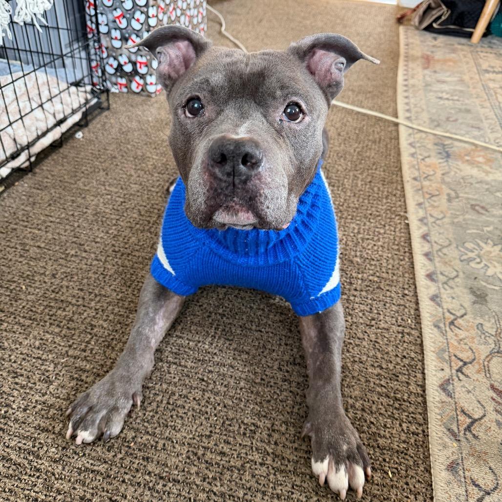 Jax, a Adoptable American Bulldog in Newark, NJ image 3/4