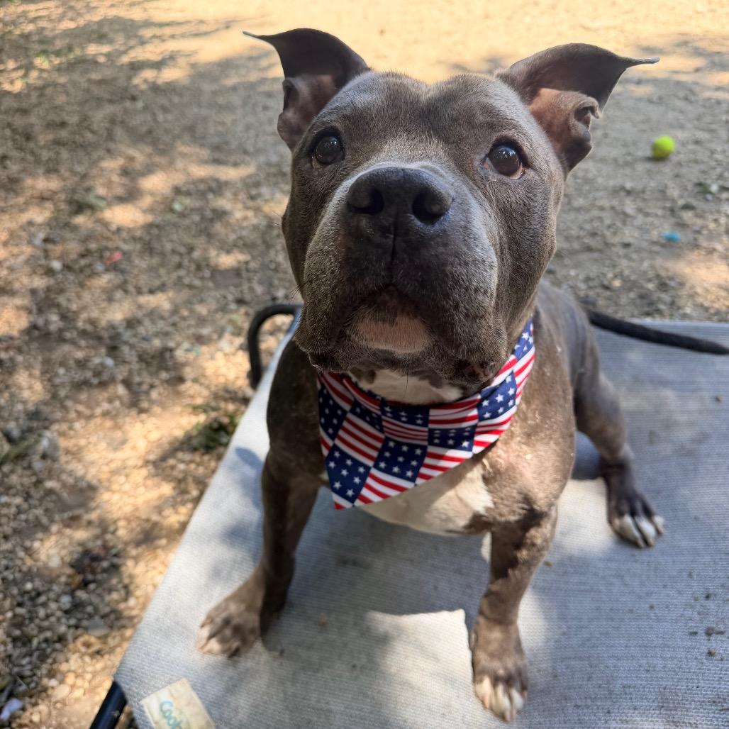 Enlarge Jax, a Adoptable American Bulldog in Newark, NJ image 5/6