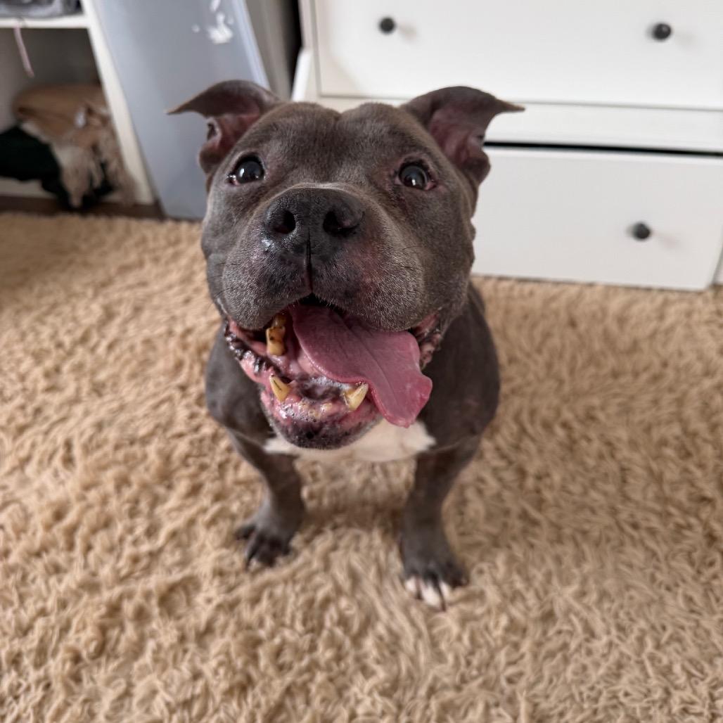 Jax, a Adoptable American Bulldog in Newark, NJ image 4/4