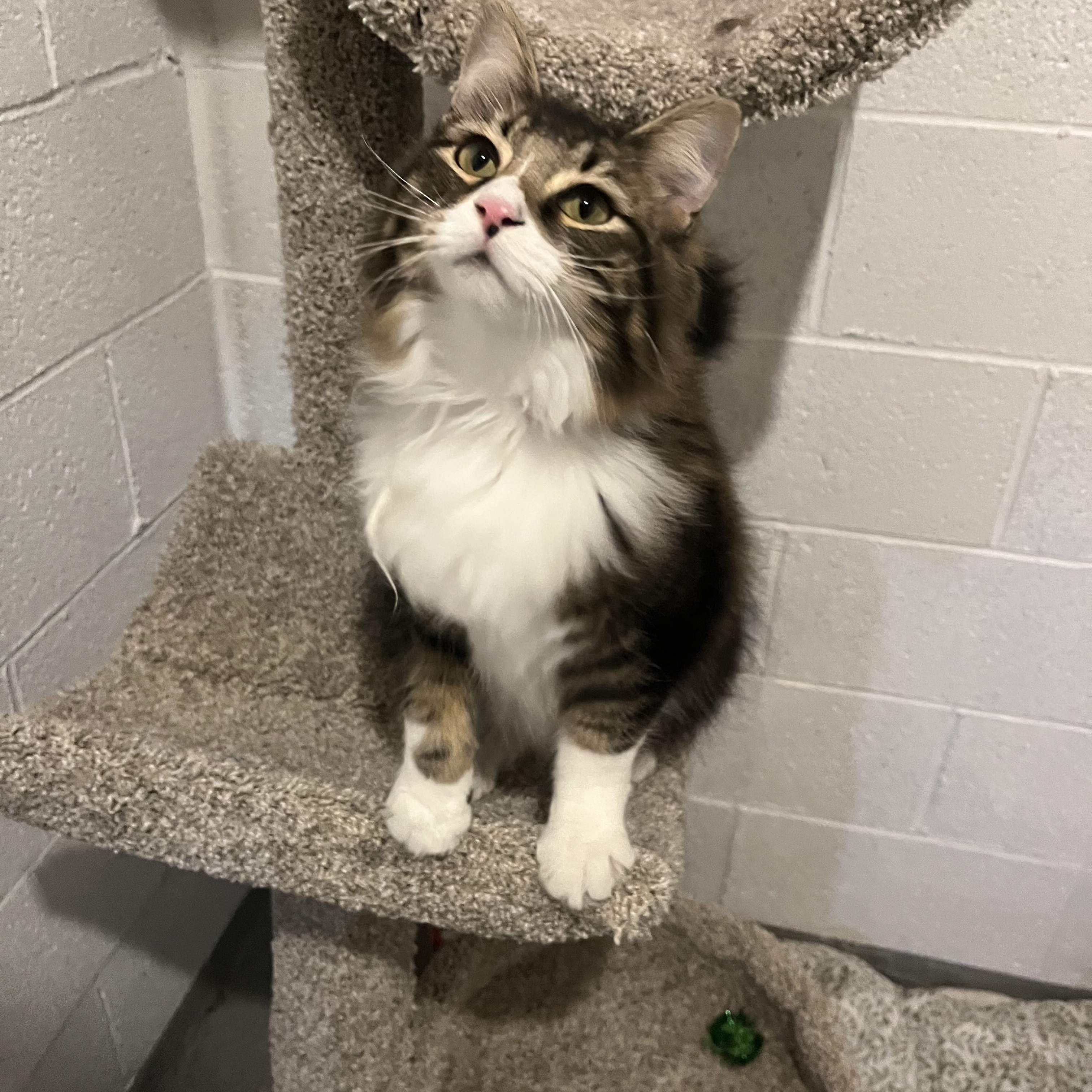 Enlarge Luna ( adopt with brother Jax) , an adopted mixed breed in Medina, OH image 1/5