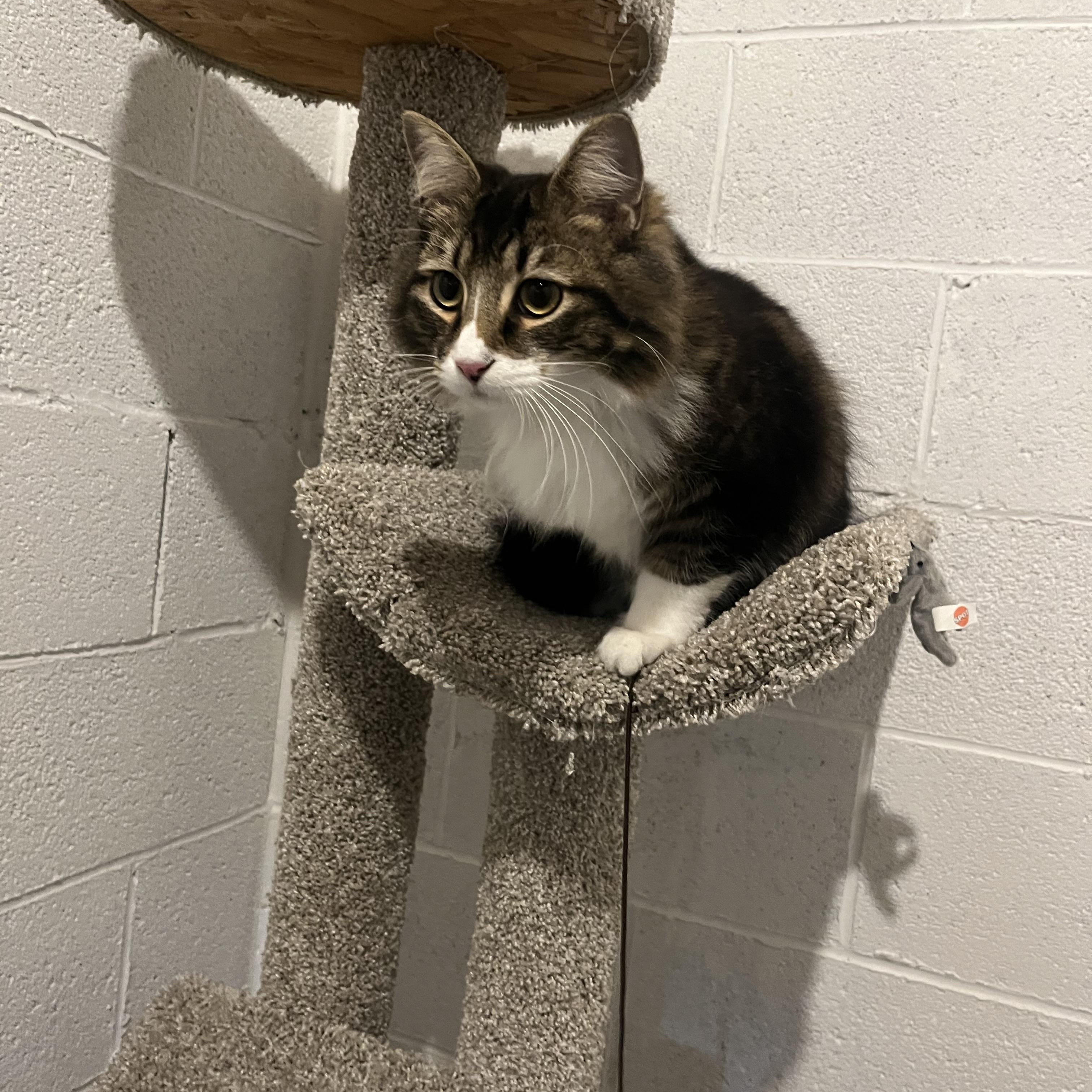 Enlarge Luna ( adopt with brother Jax) , an adopted mixed breed in Medina, OH image 3/5