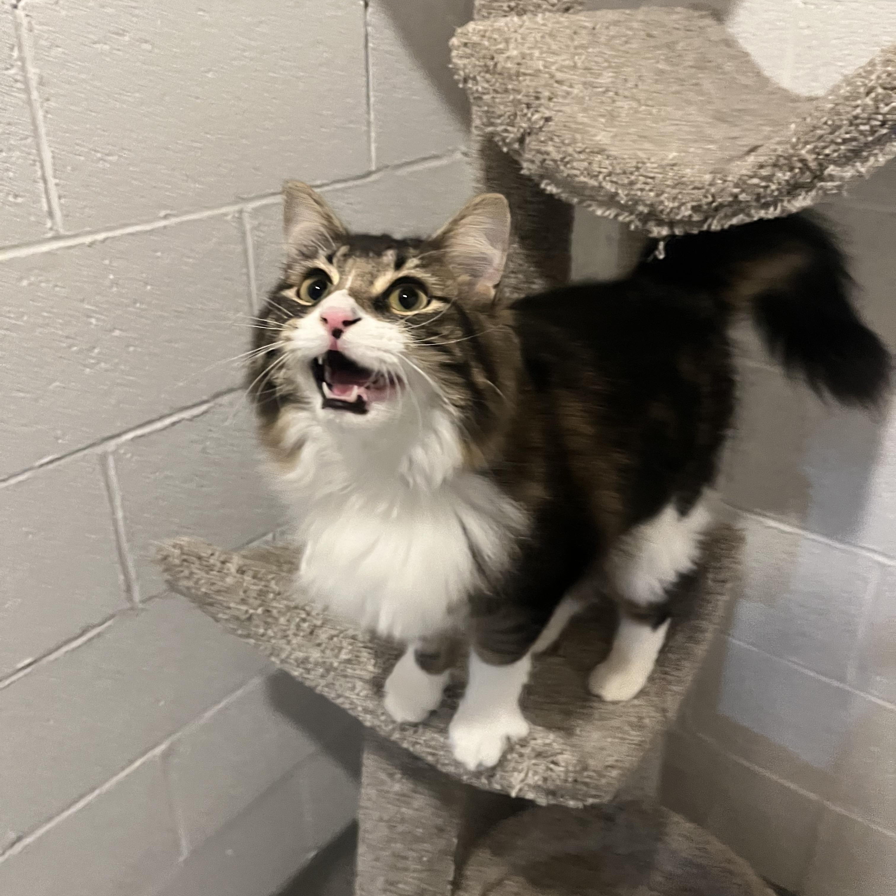 Enlarge Luna ( adopt with brother Jax) , an adopted mixed breed in Medina, OH image 5/5