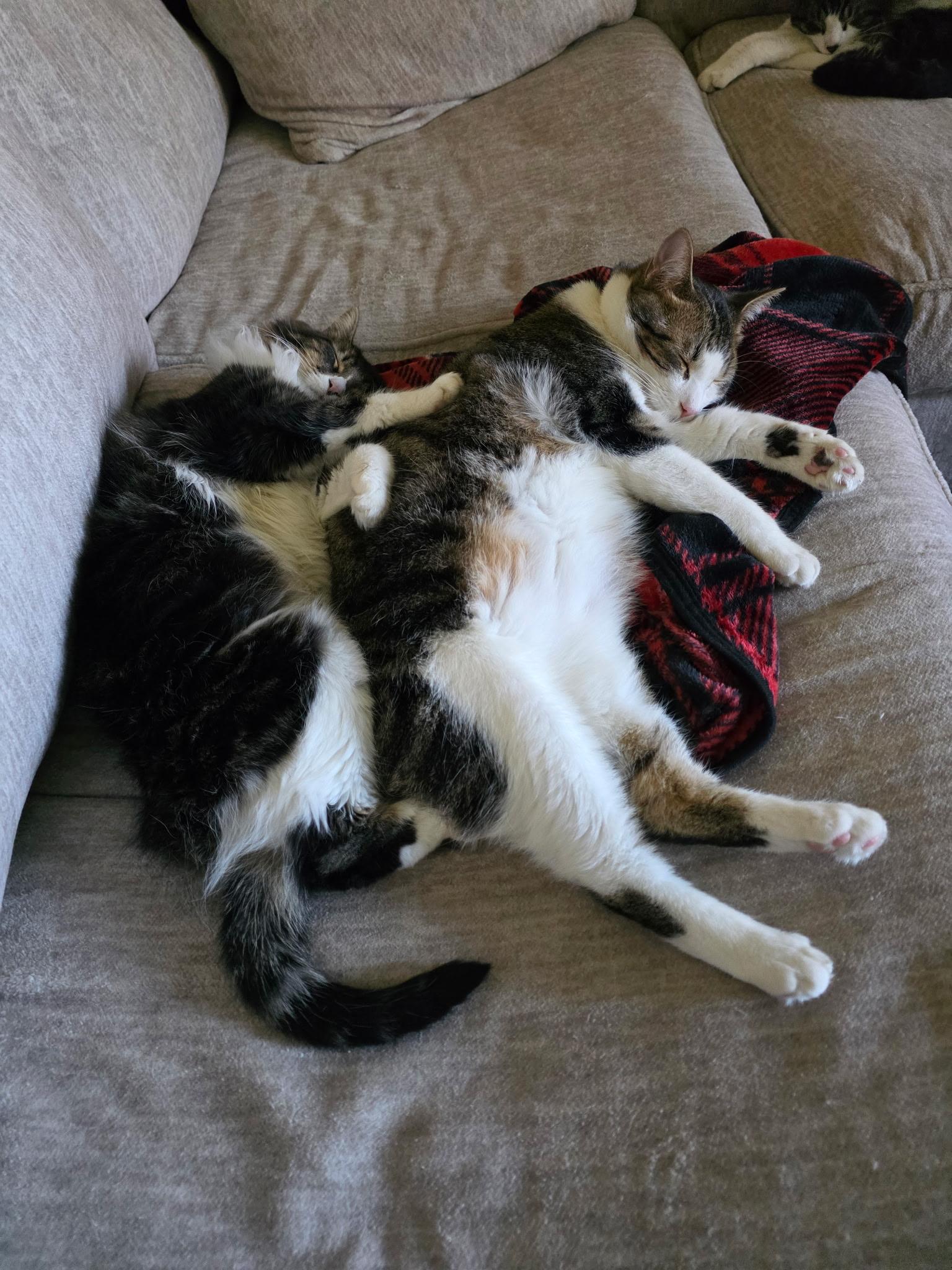 Enlarge Luna ( adopt with brother Jax) , an adopted mixed breed in Medina, OH image 4/5