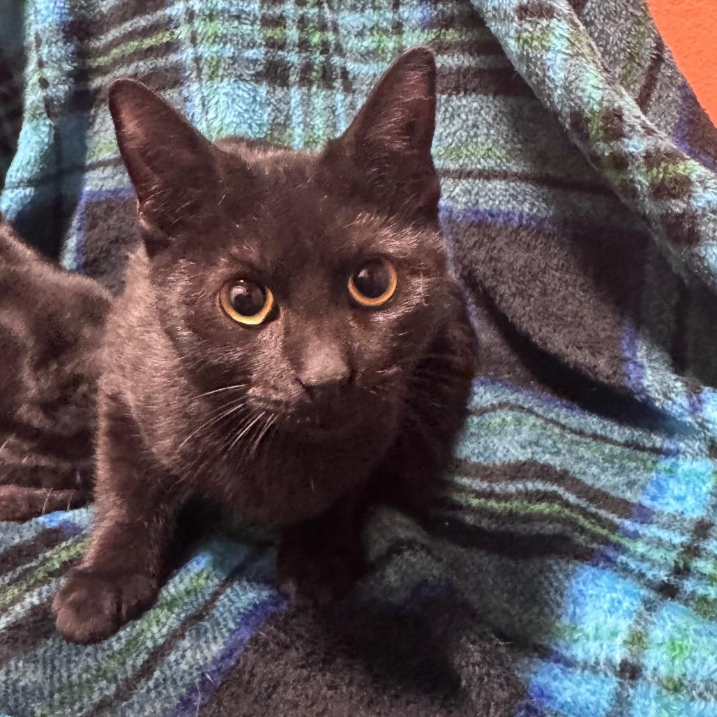 Iris, Adoptable, Young Female Domestic Short Hair.