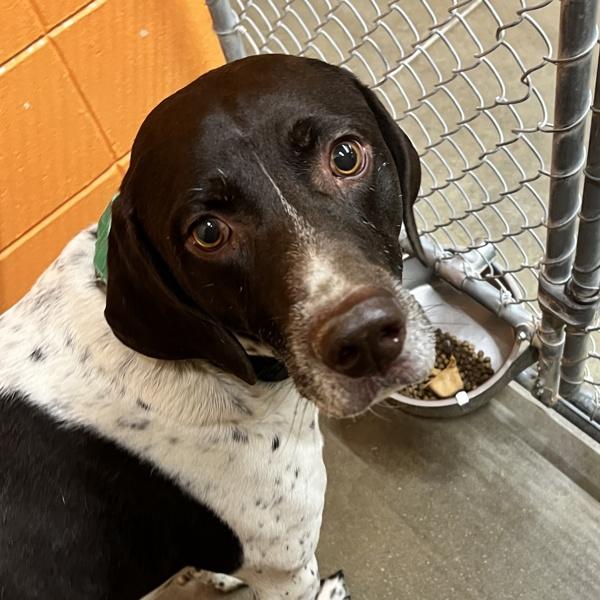 Tucker, Adoptable, Adult Male German Shorthaired Pointer.
