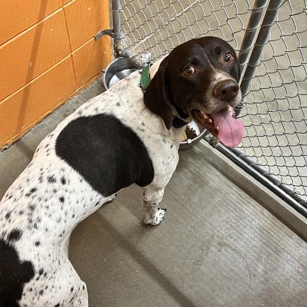 Enlarge Tucker, a Adoptable German Shorthaired Pointer in Sioux City, IA image 2/2