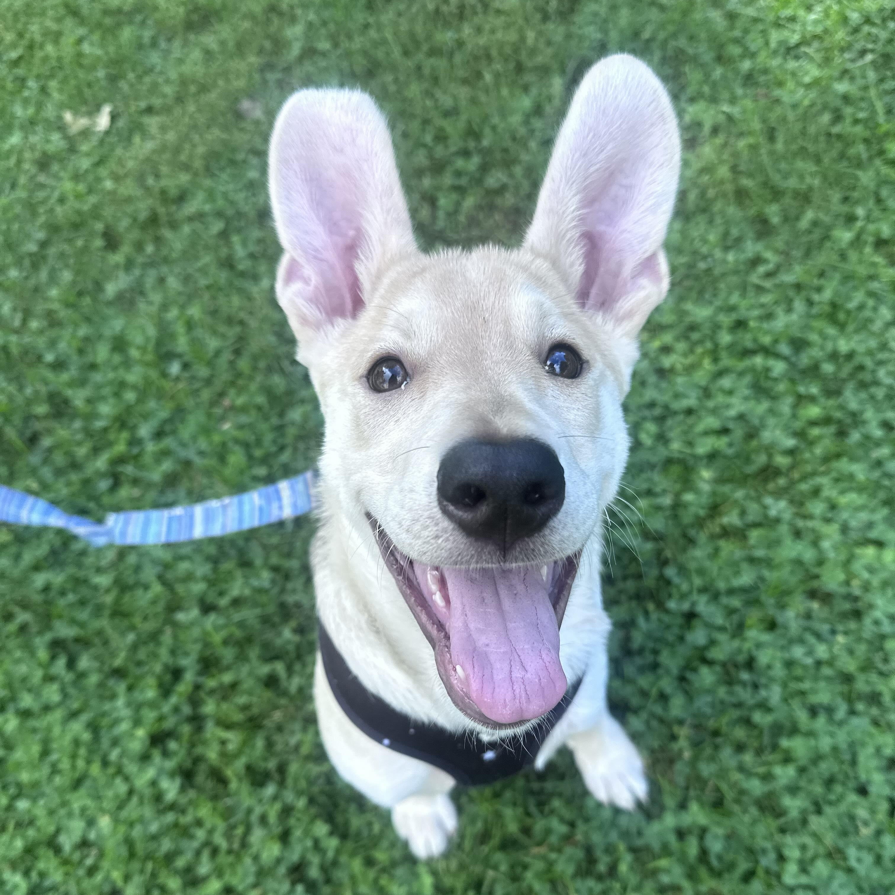 Enlarge Desi, a Adoptable mixed breed in Toronto, ON image 2/6