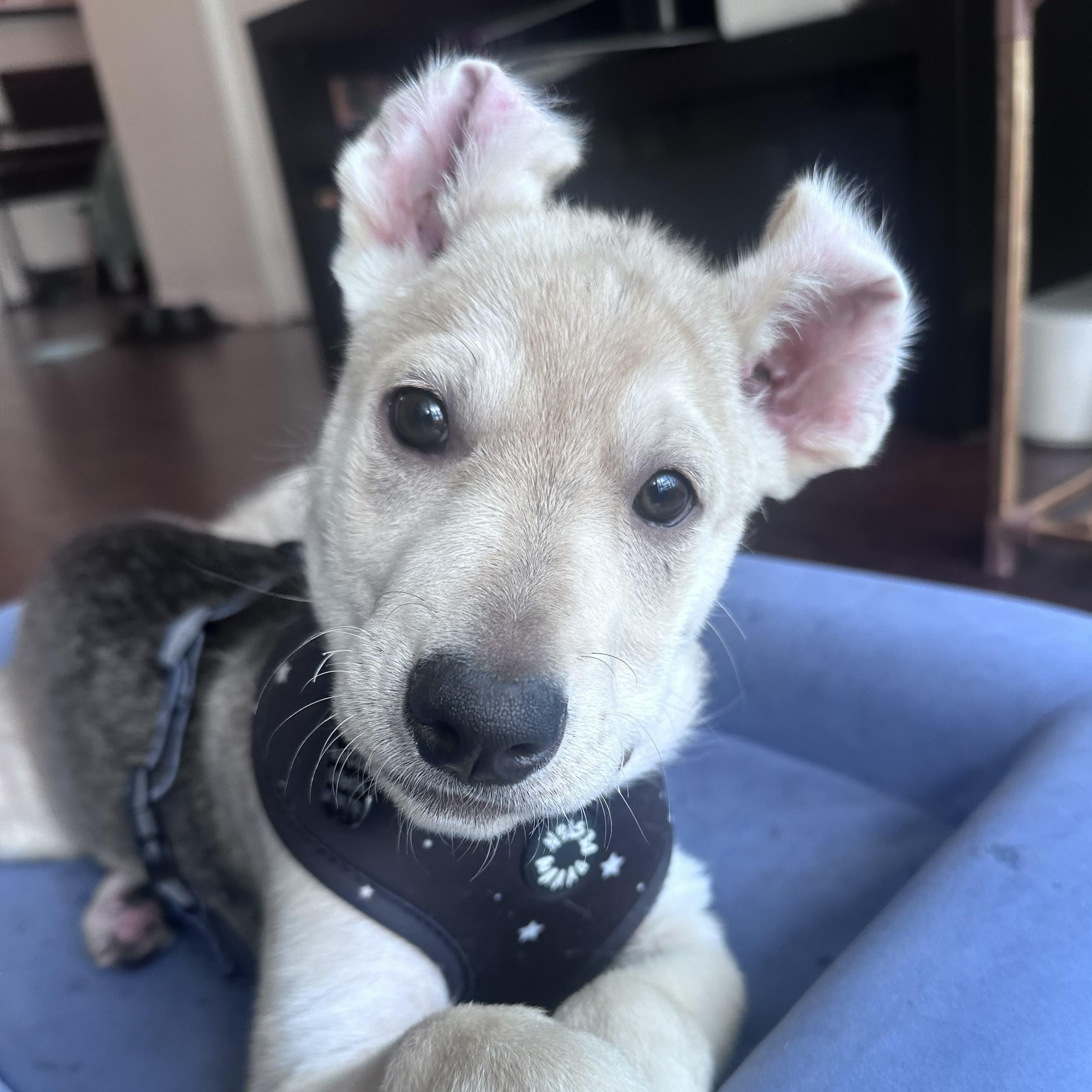 Enlarge Desi, a Adoptable mixed breed in Toronto, ON image 3/6