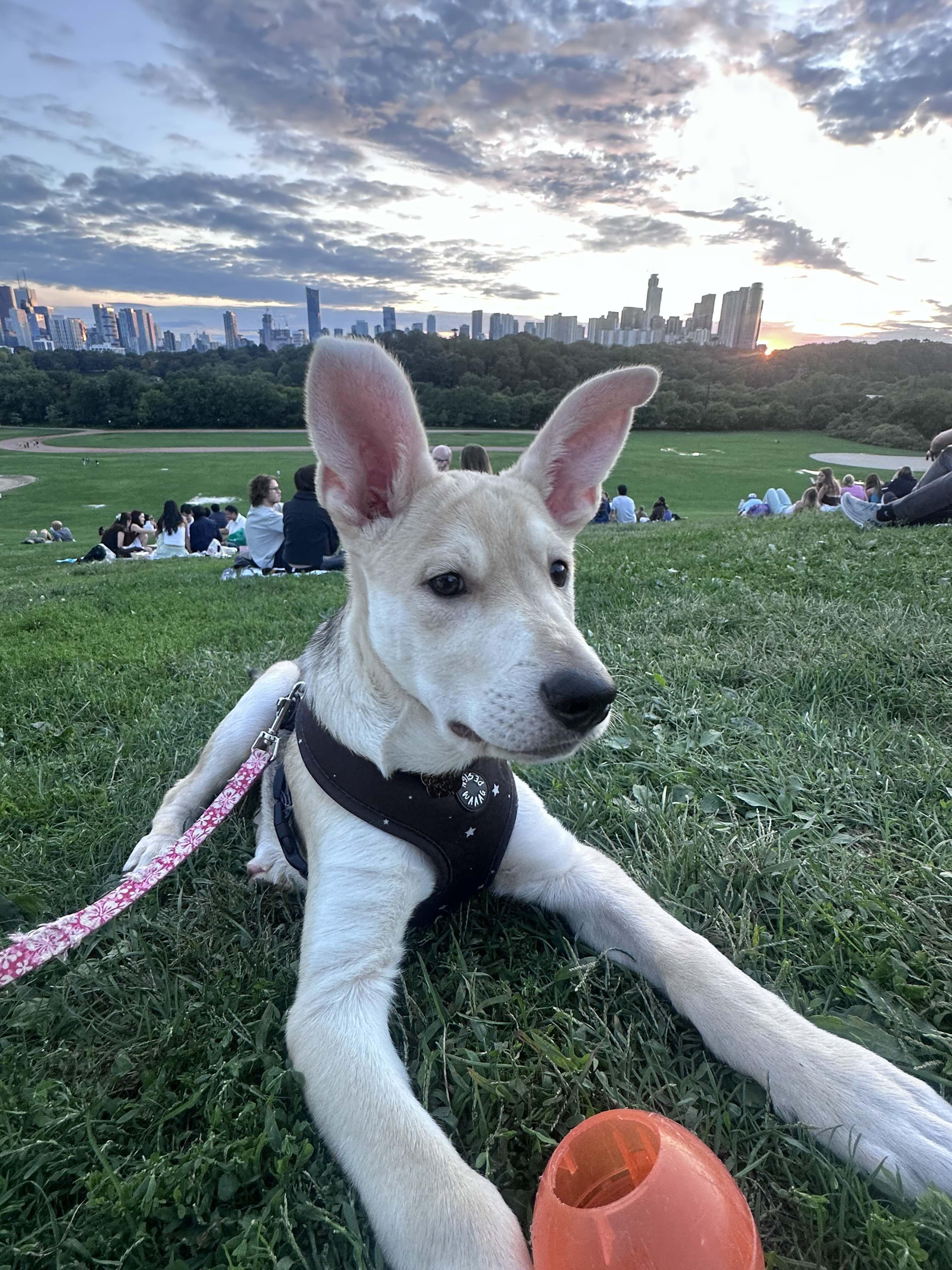 Enlarge Desi, a Adoptable mixed breed in Toronto, ON image 6/6