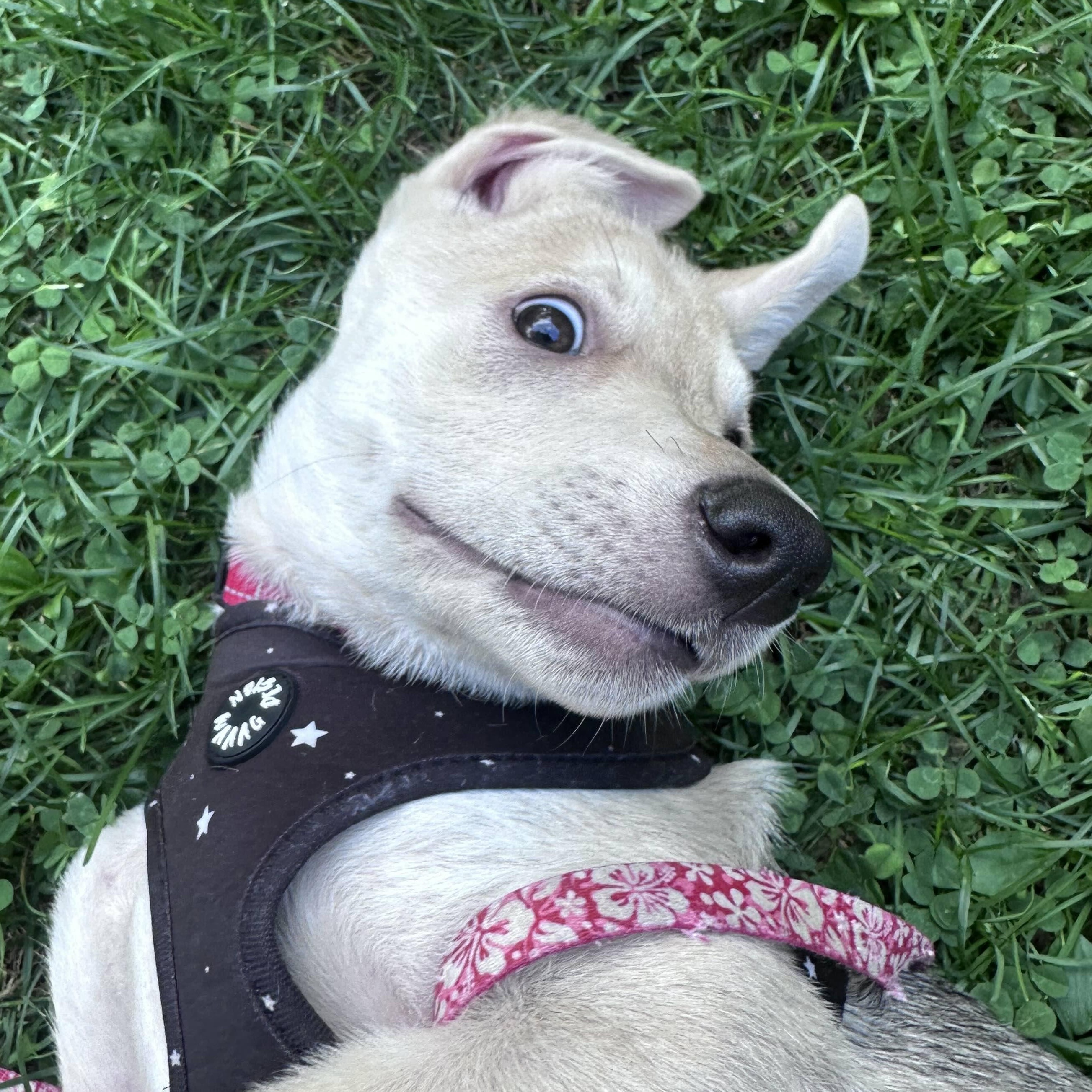 Desi, Adoptable, Puppy Male Husky.