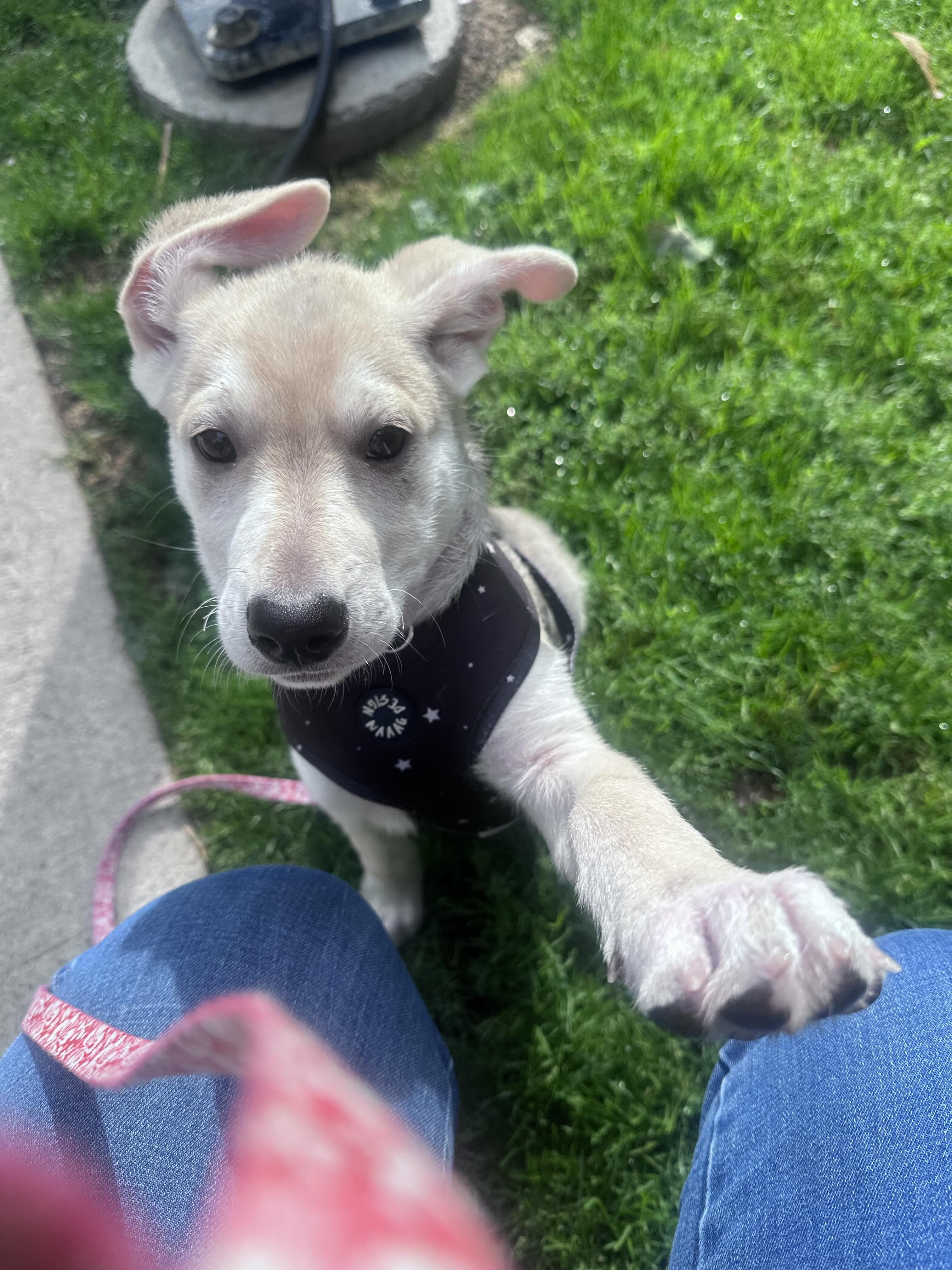 Enlarge Desi, a Adoptable mixed breed in Toronto, ON image 5/6