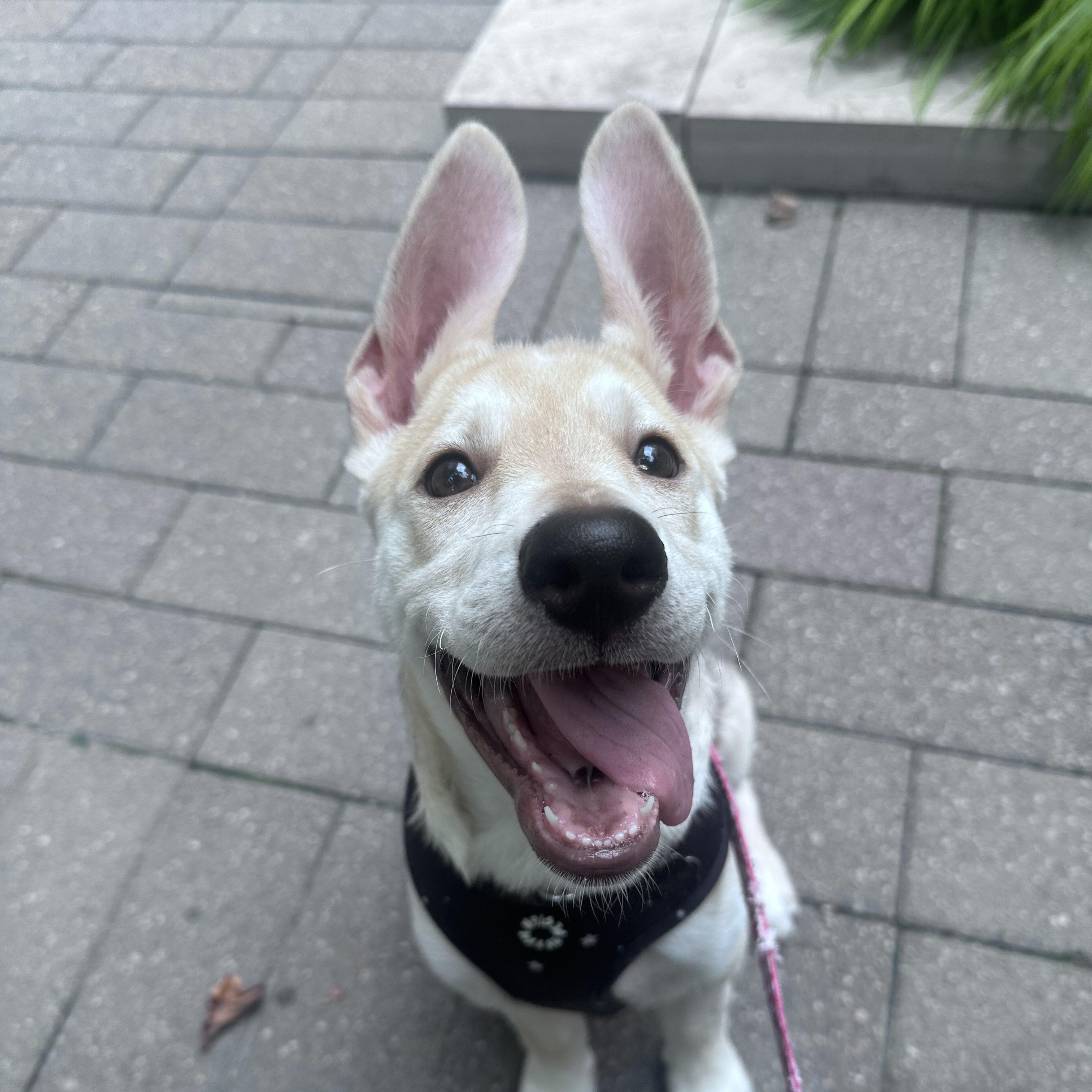 Enlarge Desi, a Adoptable mixed breed in Toronto, ON image 4/6