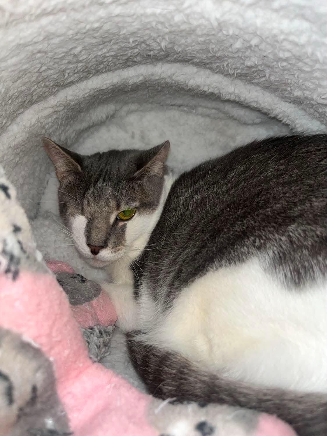 Xena, Adoptable, Adult Female Domestic Short Hair.