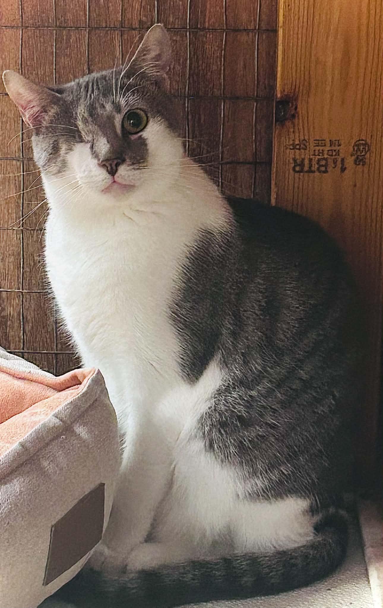 Enlarge Xena, a Adoptable Domestic Short Hair in Gettysburg, PA image 2/3