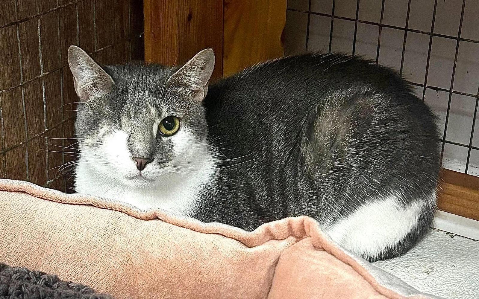 Enlarge Xena, a Adoptable Domestic Short Hair in Gettysburg, PA image 3/3