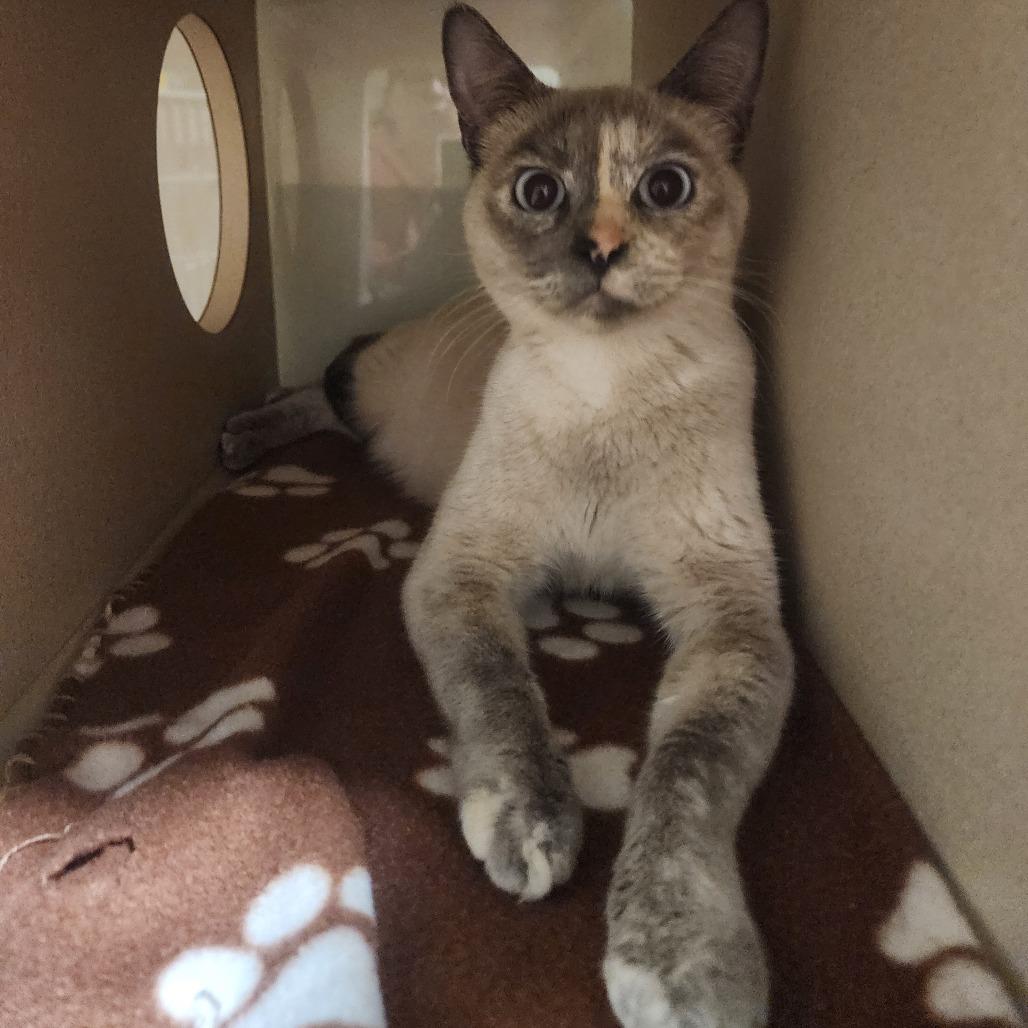 Enlarge EVELYN, an adopted mixed breed in Graham, WA image 2/2