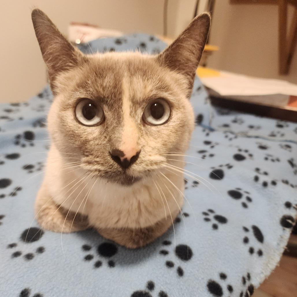 EVELYN, adopted, Adult Female Siamese & Domestic Short Hair.