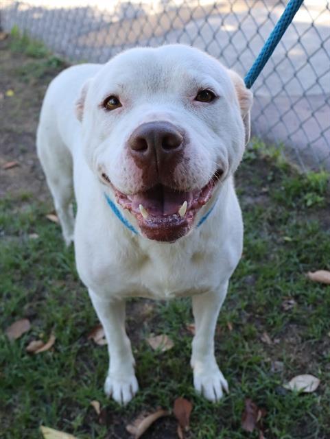 Enlarge IVY, a Adoptable Mixed Breed in Columbia, SC image 1/1