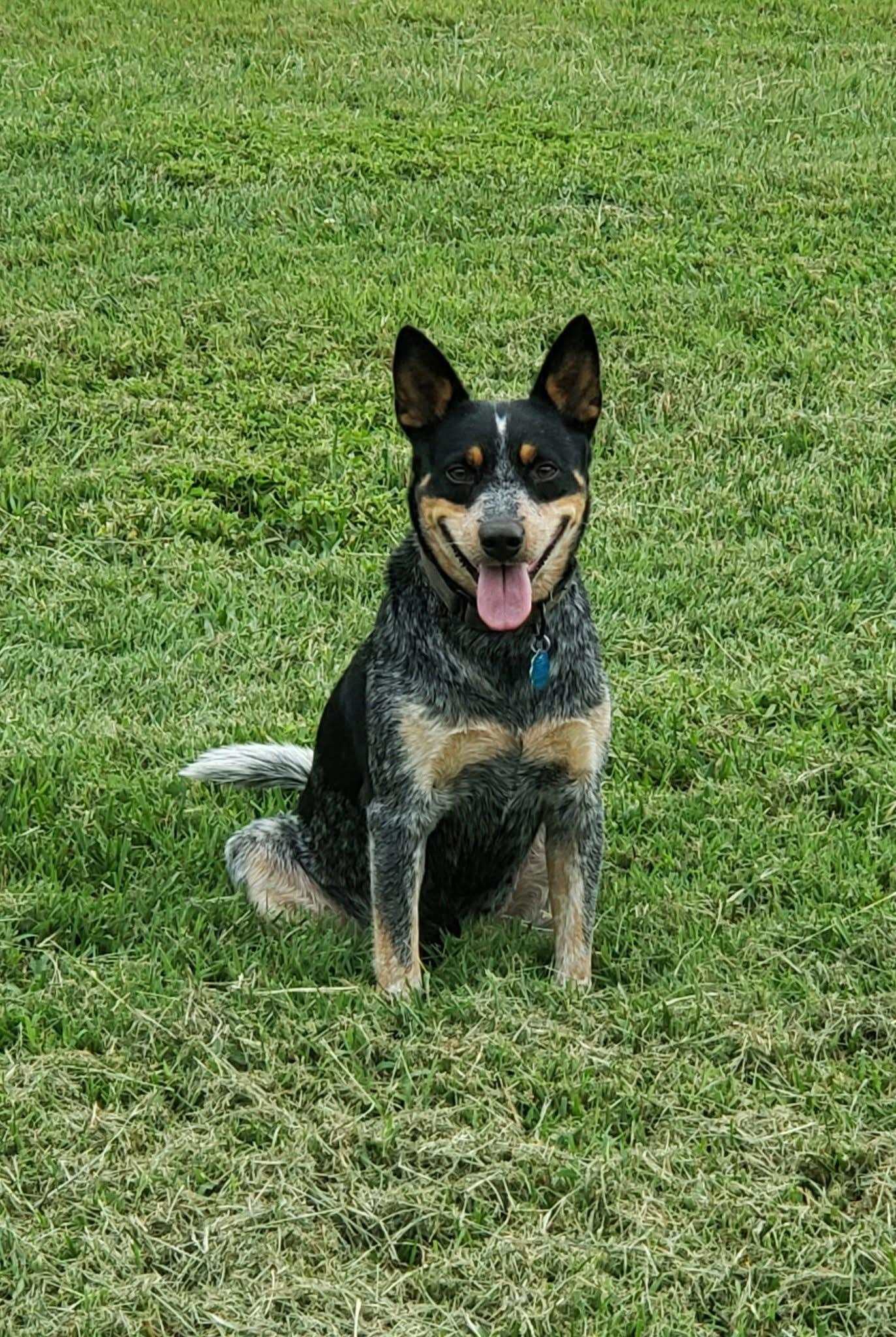 Gypsy-Adoption Sponsored, Adoptable, Young Female Australian Cattle Dog / Blue Heeler.