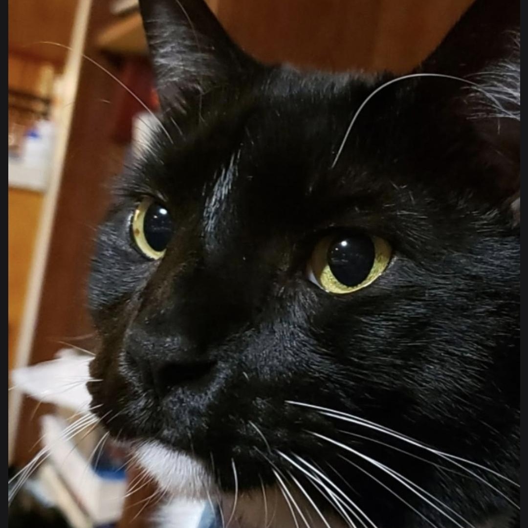 TJ, Adoptable, Adult Male Tuxedo.