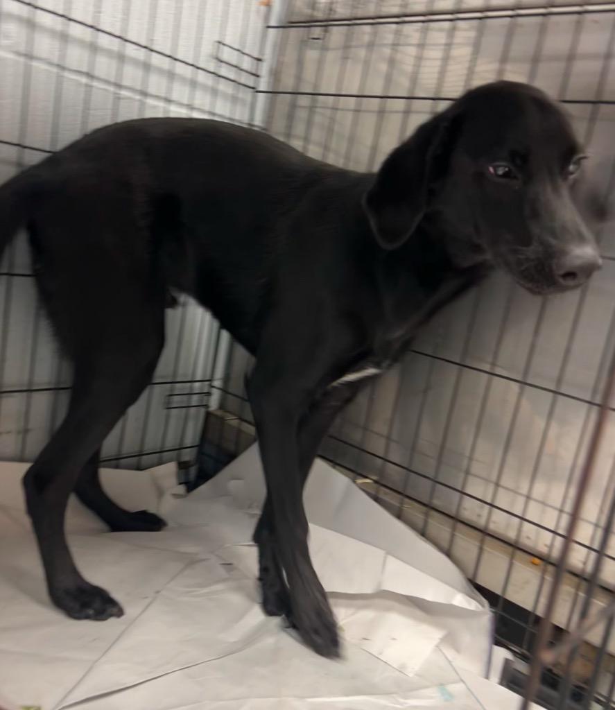 Rubix, Adoptable, Young Male Labrador Retriever.