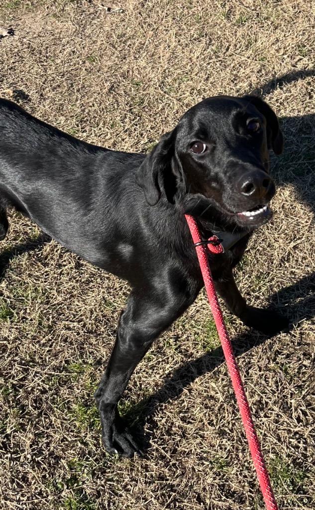 Enlarge Rubix, a Adoptable Labrador Retriever in Greenwood, MS image 2/2