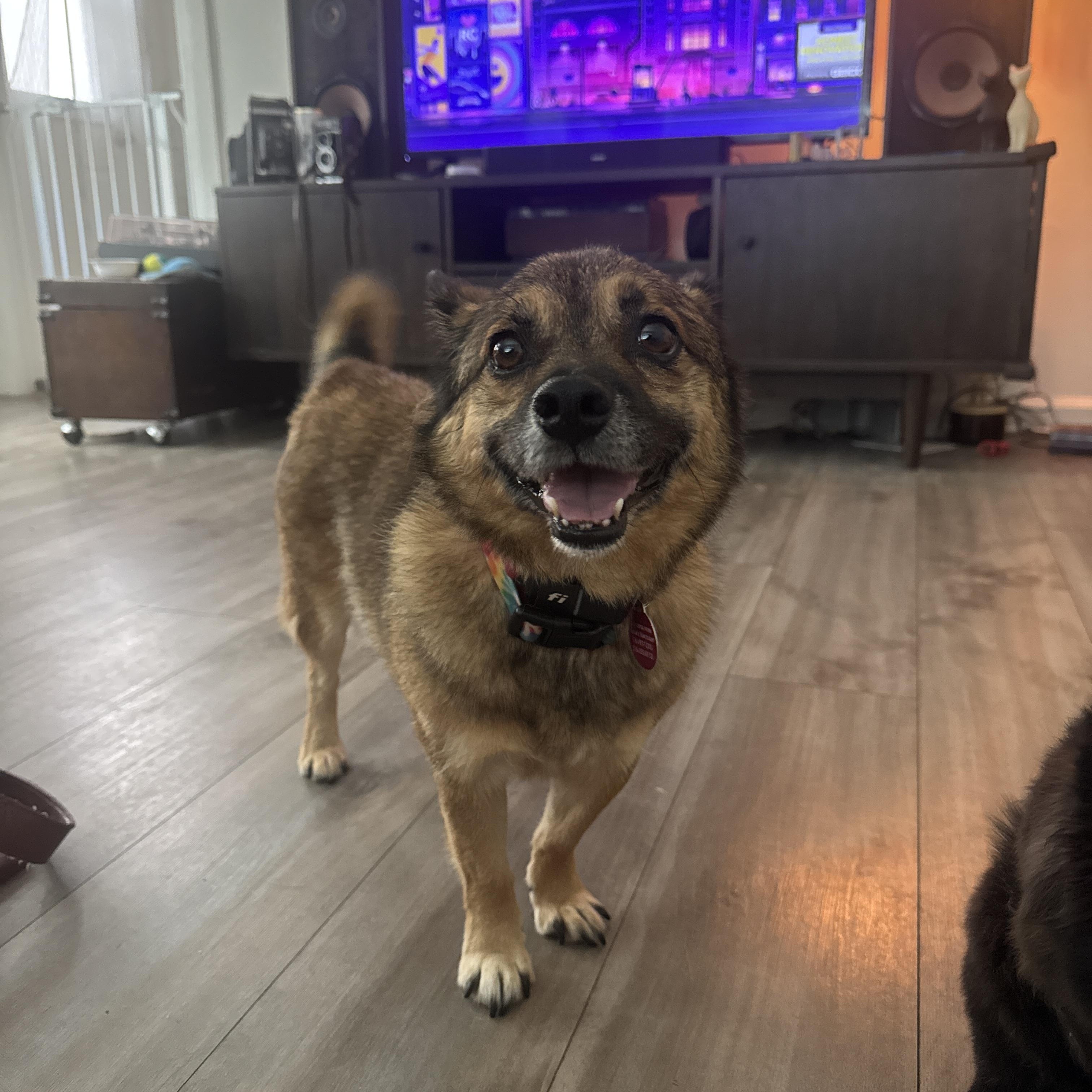 Enlarge Goblin aka GoGo, a Adoptable mixed breed in reno, NV image 1/6