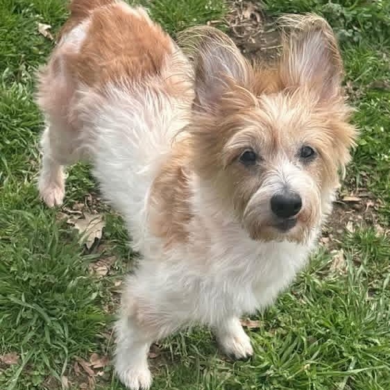 Mojo — thumbnail 3