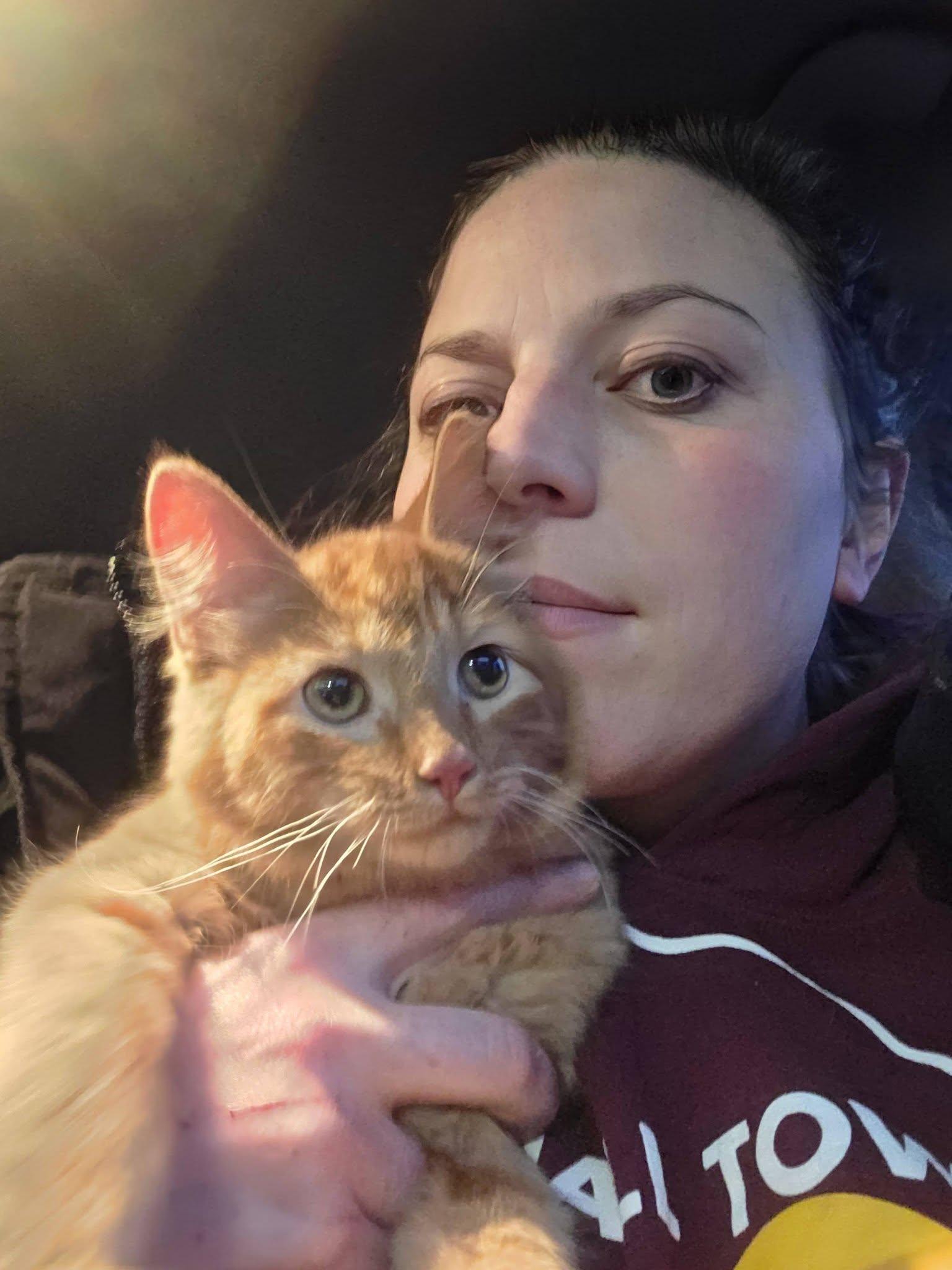 Memphis, Adopted, Young Male Domestic Long Hair.