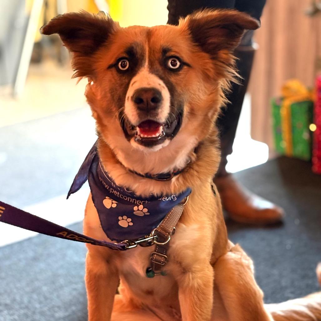 Enlarge Skye, a Adoptable Australian Shepherd in Potomac, MD image 1/6