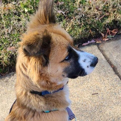 Enlarge Skye, a Adoptable Australian Shepherd in Potomac, MD image 2/6