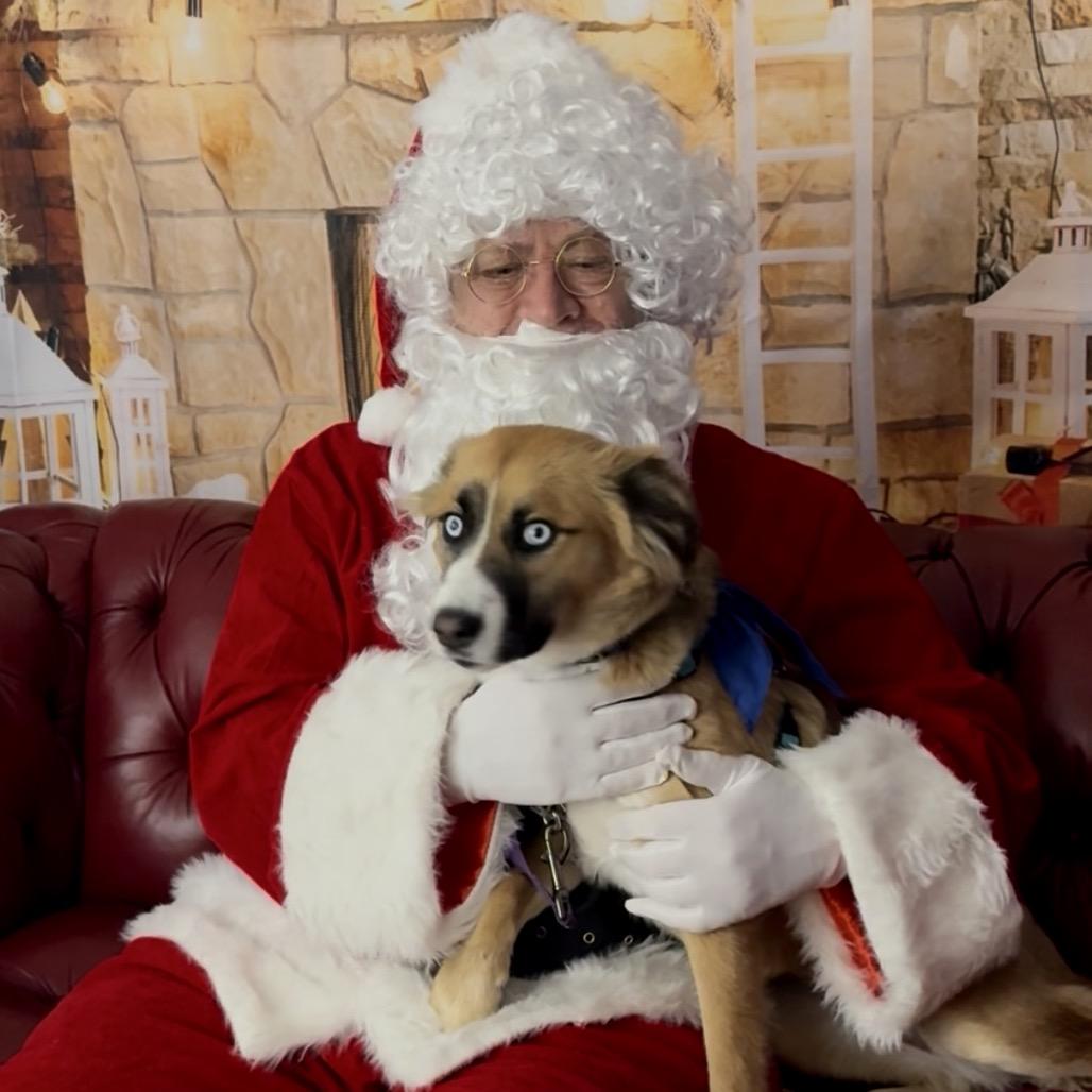 Enlarge Skye, a Adoptable Australian Shepherd in Potomac, MD image 3/6